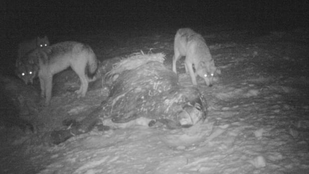 Los ganaderos de Manitoba quieren a regañadientes que maten a los lobos después de que los ataques se lleven una gran parte de los resultados